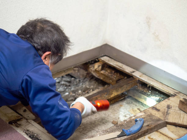 Best Mold Testing  in Hanceville, AL