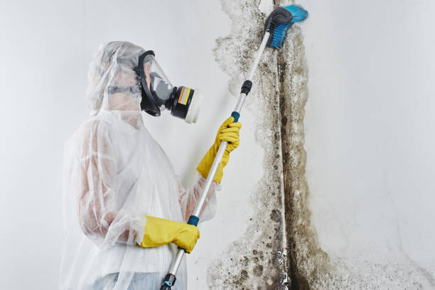Crawl Space Mold Removal in Hanceville, AL