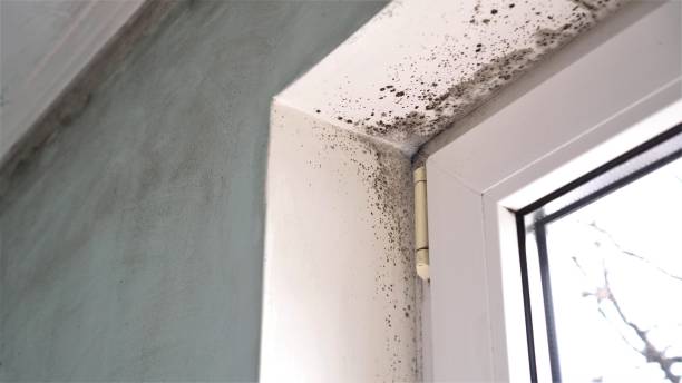 Best Mold Testing  in Hanceville, AL