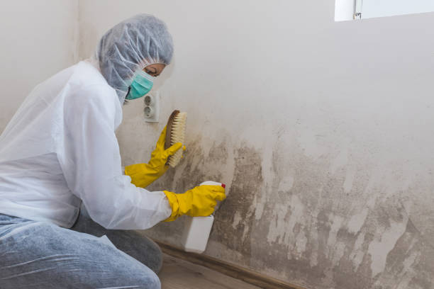 Best Office Mold Removal Services  in Hanceville, AL