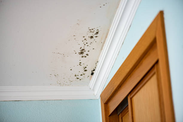 Best Residential Mold Removal  in Hanceville, AL
