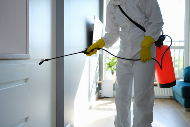Best Affordable Mold Removal  in Hanceville, AL