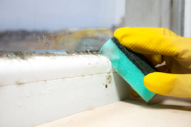 Best Black Mold Removal  in Hanceville, AL