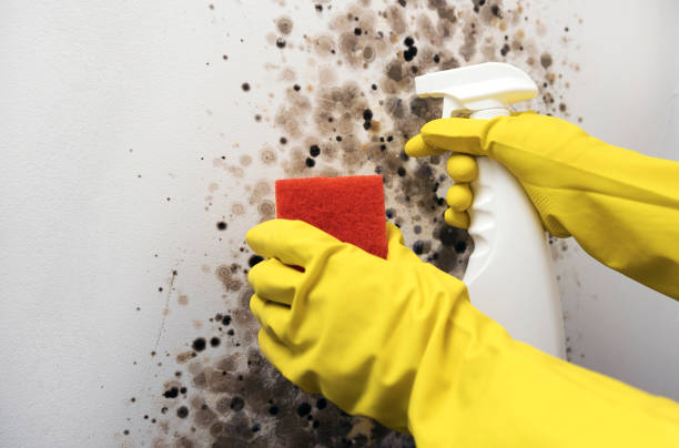 Best Emergency Mold Removal  in Hanceville, AL
