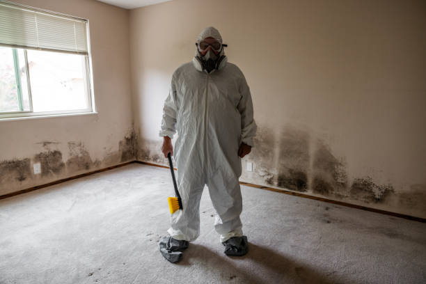 Trusted Hanceville, AL Mold Removal Experts