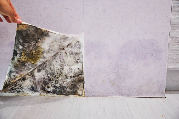 Best Mold Removal Company Near Me  in Hanceville, AL